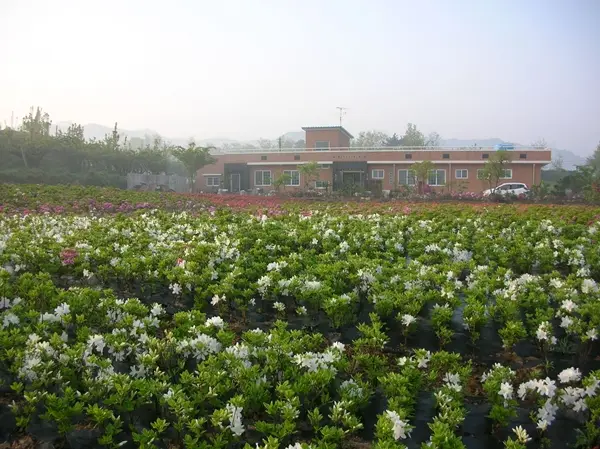 봄철 꽃필때 전경