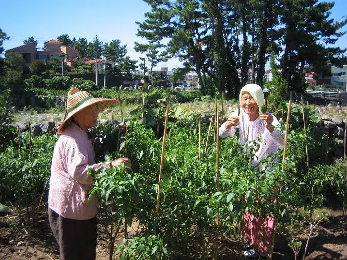 고추수확