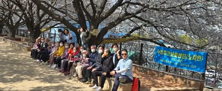 2025년 금호강 벚꽃놀이