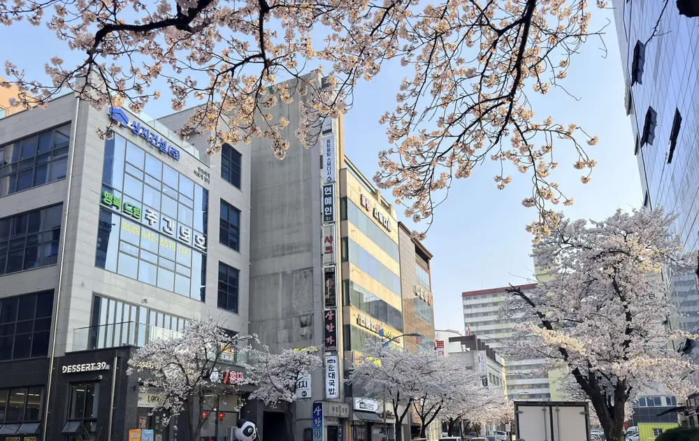 센터 전경 벚꽃나무