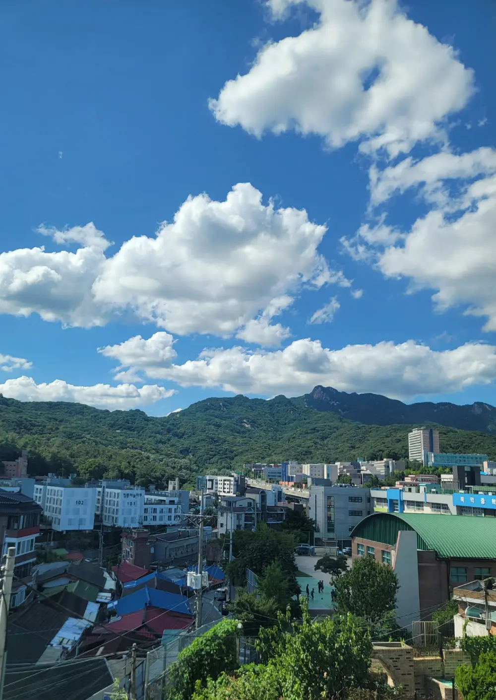푸릇푸릇한 전경