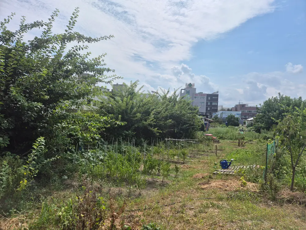 한빛 전용 밭 전경
