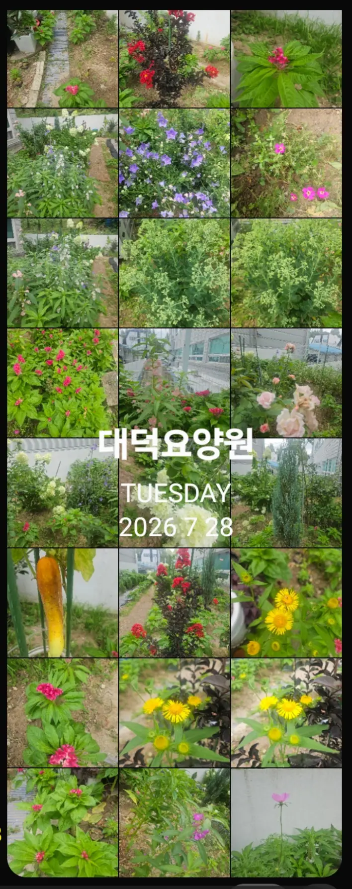 대덕요양원 꽃밭