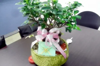 화분