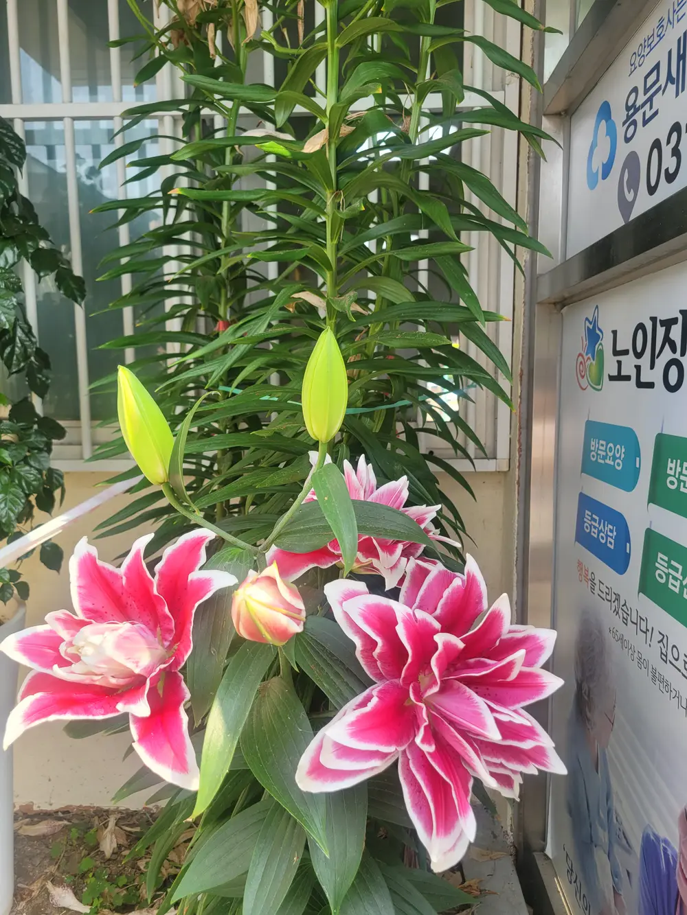 꽃구경오세요~~